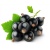 000043_blackcurrant_611652551