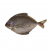 000350_ikan_bawal_hitam_500g-