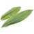 daun-kunyit-1_1799914683