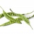 fresh-petai-beans-pmnyhje-scaled-1-e1607622695138_195124024