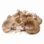 oyster-mushroom-200g_1532507795