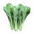 sawi-benih-seeds-sh610-custom_1992377162