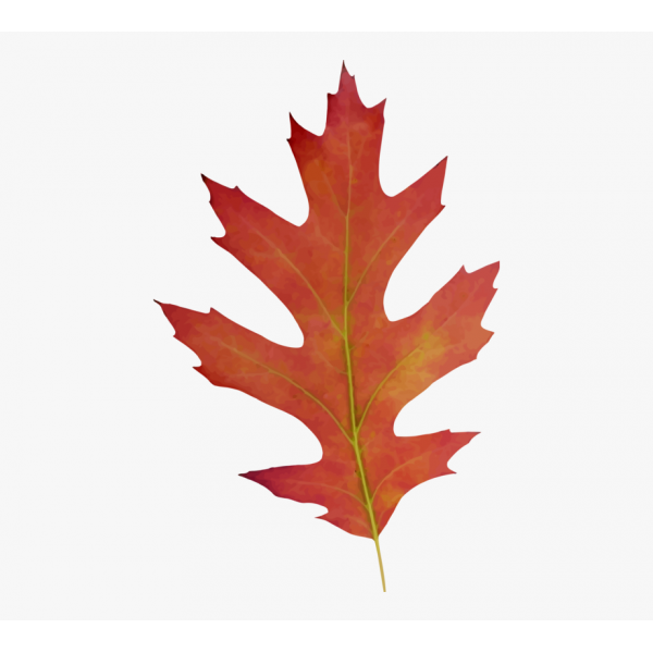 83-838185_maple-clipart-acorn-leaf-red-oak-leaf-clipart_1427649519