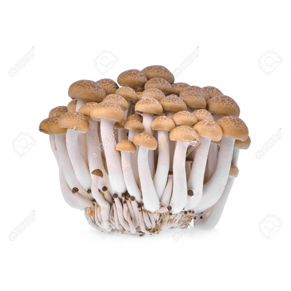 93965541-fresh-brown-shimeji-mushroom-beech-mushrooms-or-edible-mushroom-isolated-on-white-background