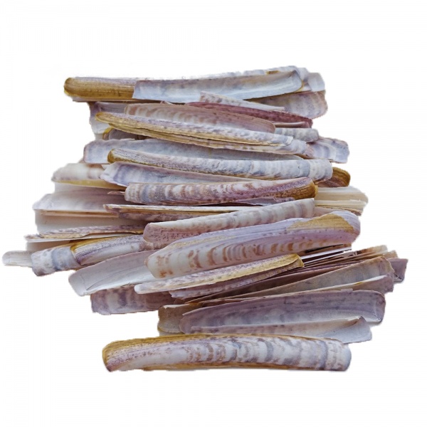 BAMBOO SHELL (KERANG BULUH) (PKT)