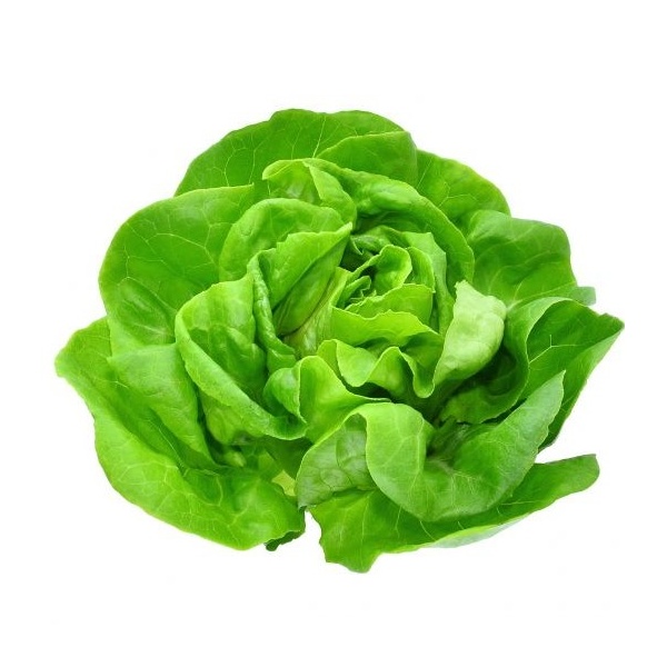 butterhead_1