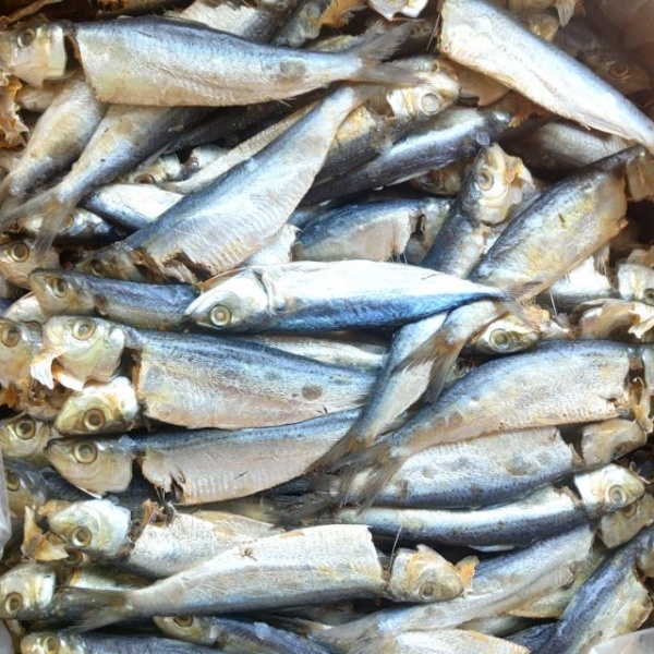 ikan_tamban_besar_100gm