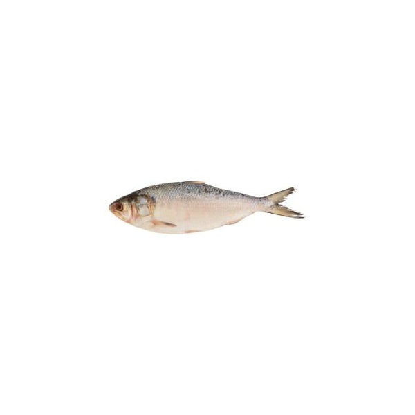 ikan_terubuk_frozen