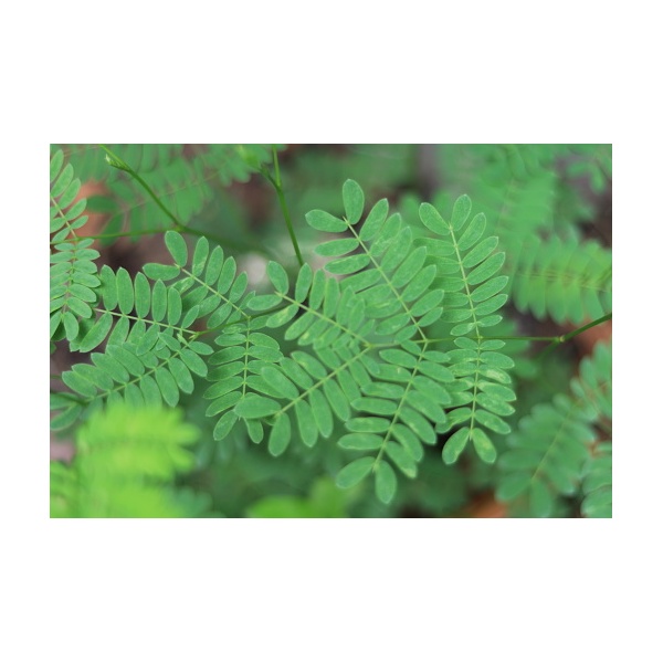 istockphoto-1135293215-170667a_1174225158