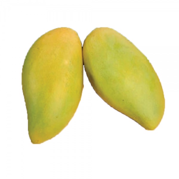 mango_king_golden_