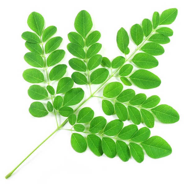 moringga-leaves-1