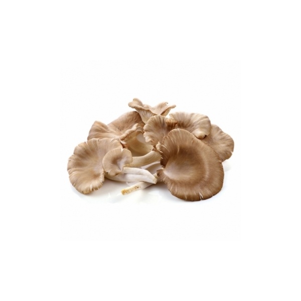 oyster-mushroom-200g_138487376