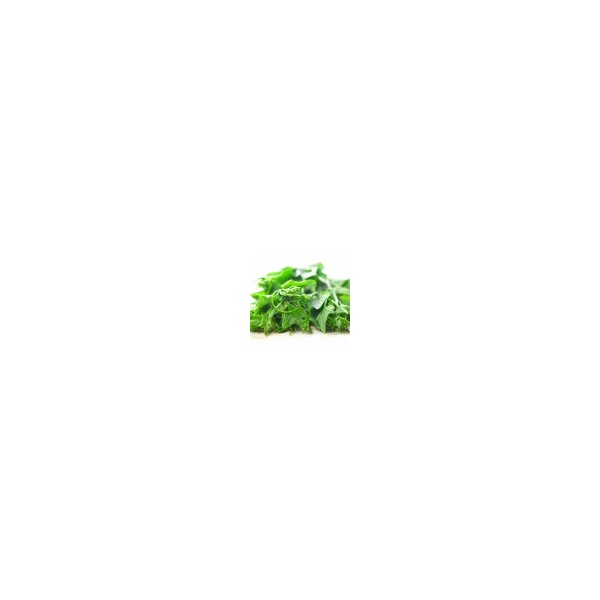 pucuk_labu_1118055514