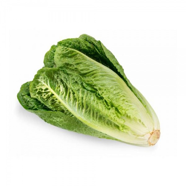 qtf_lettuce_romaine_image_2_1051725682