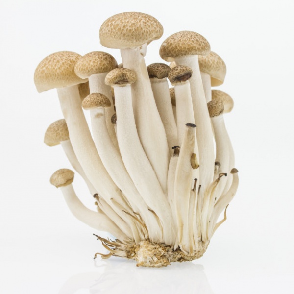 shimeji-mushroom-brown-beech-mushroom-isolated-white_43289-29_59205826