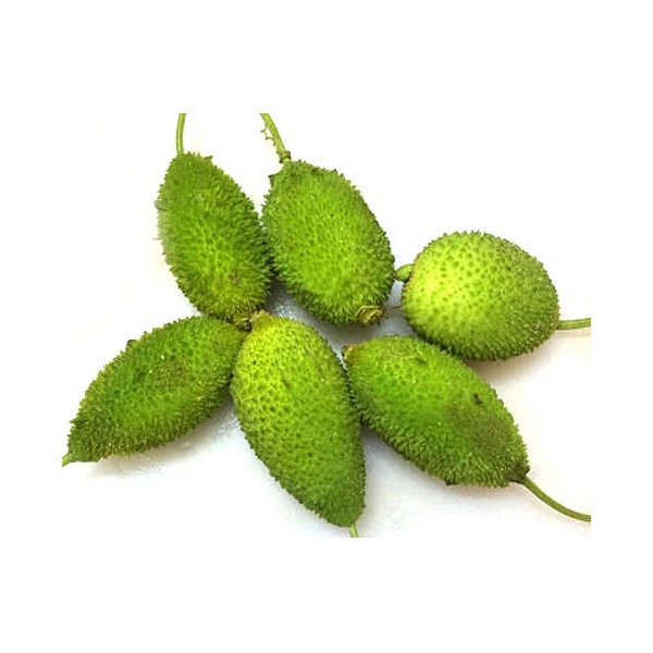 teasel-gourd-or-kakrol-500x500