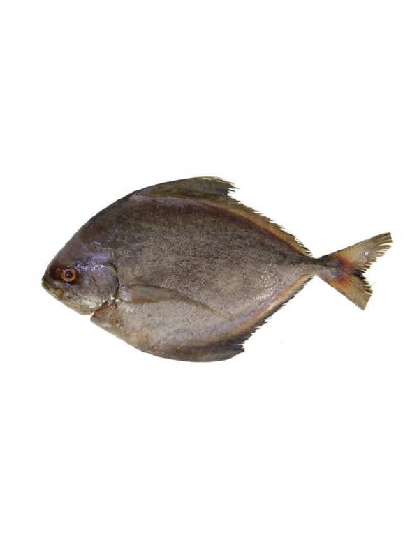 000350_ikan_bawal_hitam_500g-