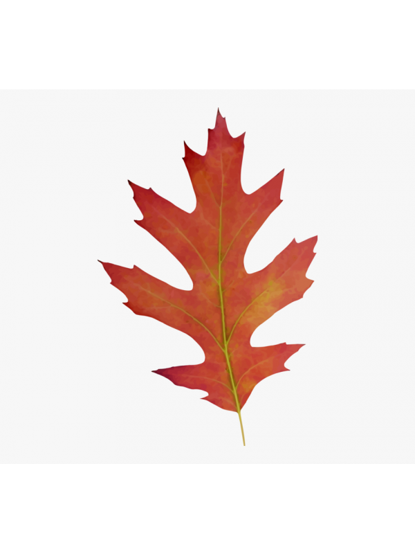 83-838185_maple-clipart-acorn-leaf-red-oak-leaf-clipart_1427649519