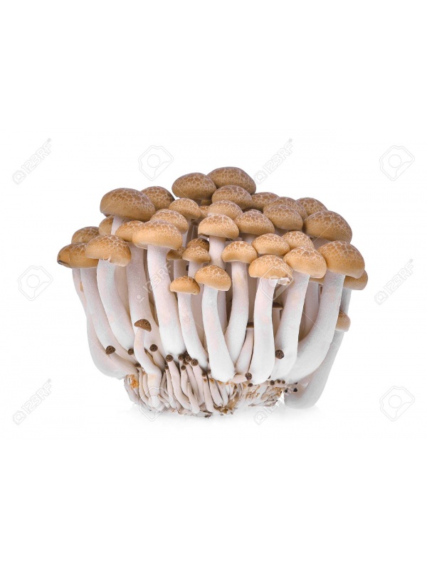 93965541-fresh-brown-shimeji-mushroom-beech-mushrooms-or-edible-mushroom-isolated-on-white-background