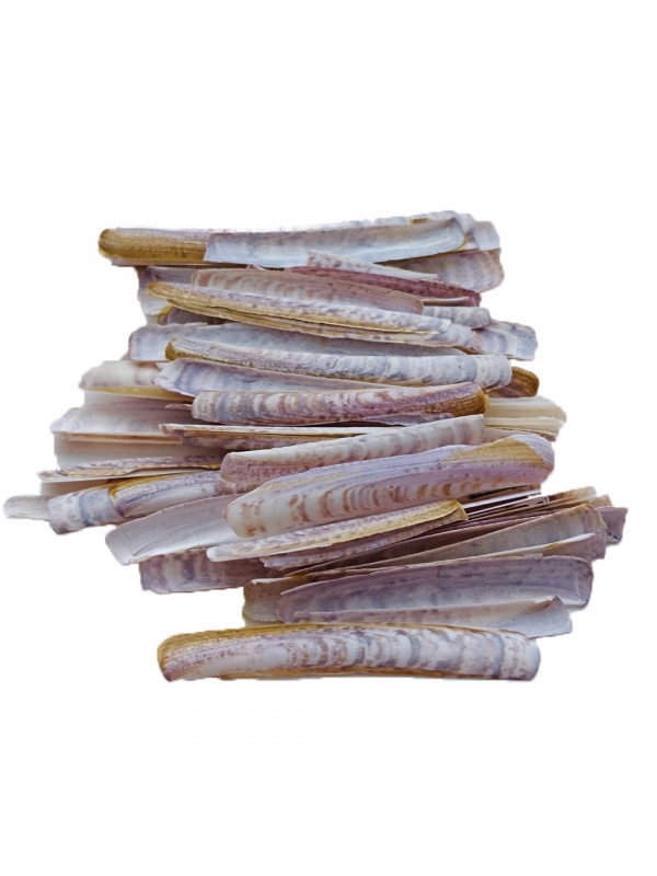 BAMBOO SHELL (KERANG BULUH) (PKT)