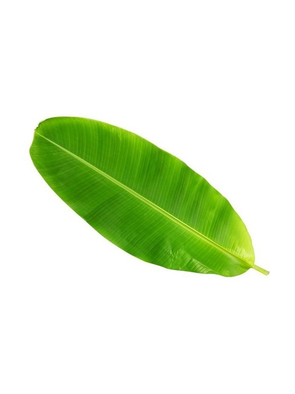 banana-leaf-500x500_1644673794