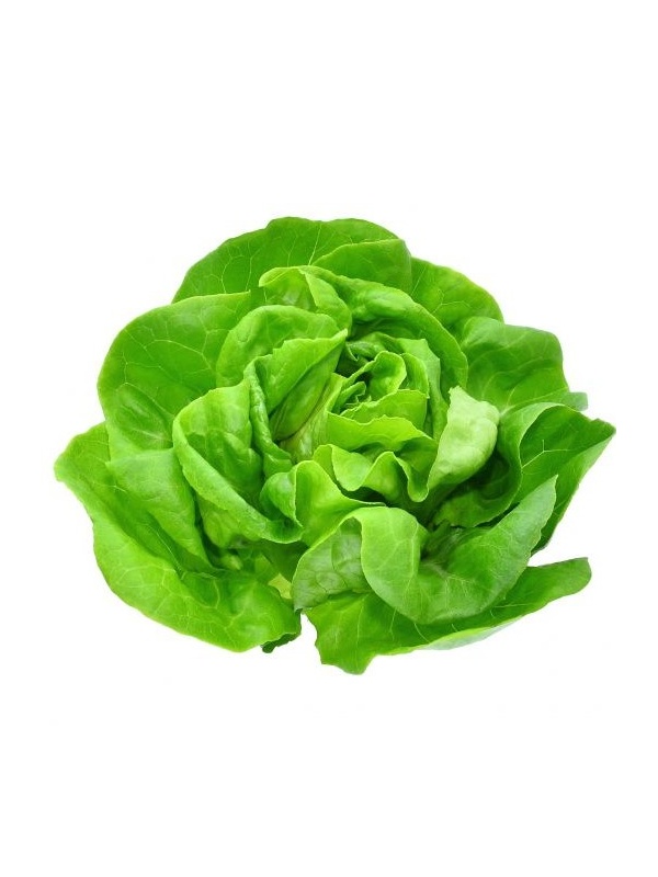butterhead_1