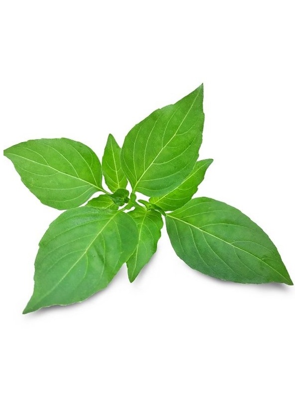 kemangi