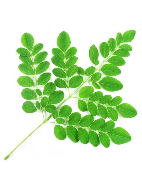 moringga-leaves-1