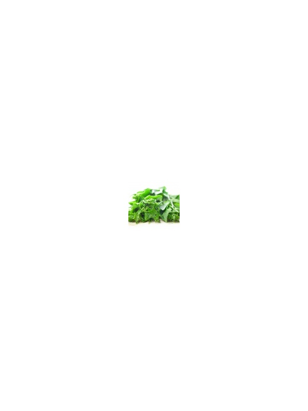 pucuk_labu_1118055514_419600693