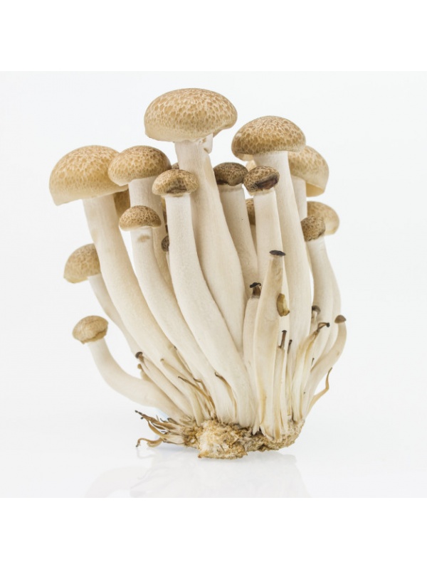 shimeji-mushroom-brown-beech-mushroom-isolated-white_43289-29_59205826